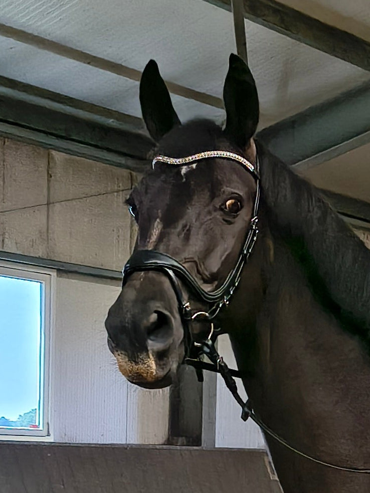 My Elite Tack Zachte Anatomische Dressuurneusriem | Optimaal comfort voor paard & ruiter