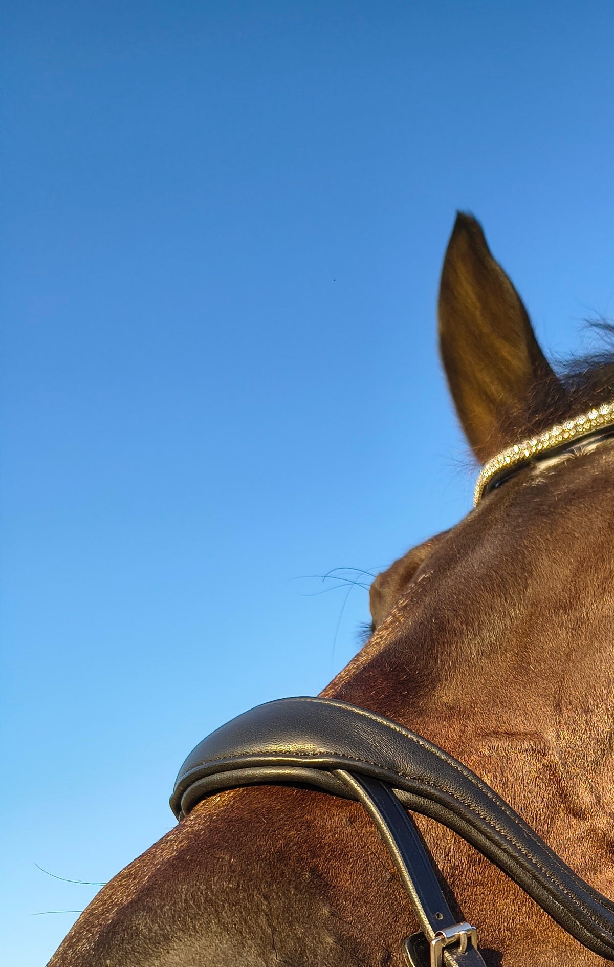 My Elite Tack Zachte Anatomische Dressuurneusriem | Optimaal comfort voor paard & ruiter