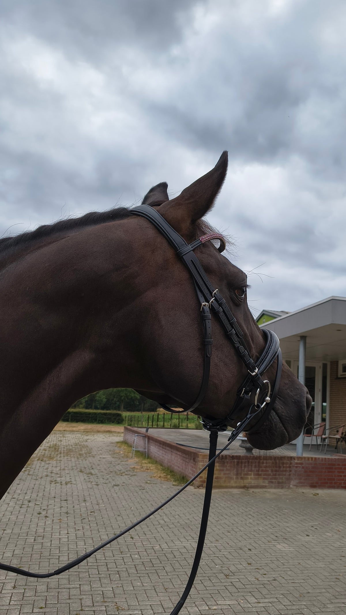 My Elite Tack Kopstuk Classic Fit