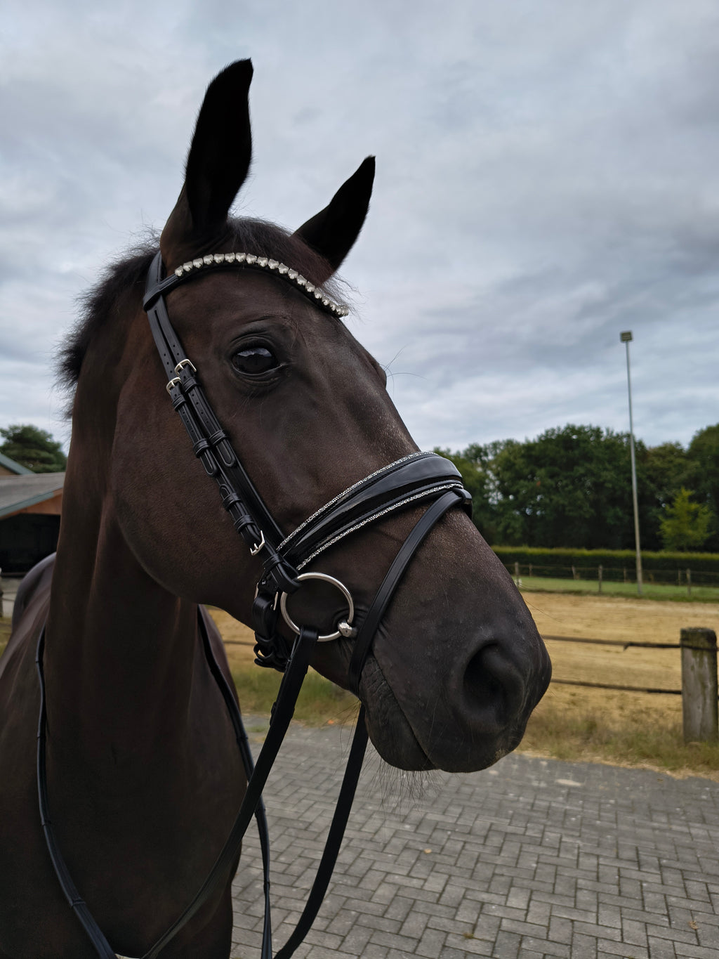 My Elite Tack Frontriem U-vorm met hartsteentjes