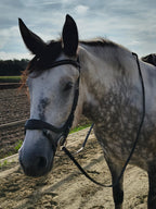 My Elite Tack Zachte Anatomische Dressuurneusriem | Optimaal comfort voor paard & ruiter