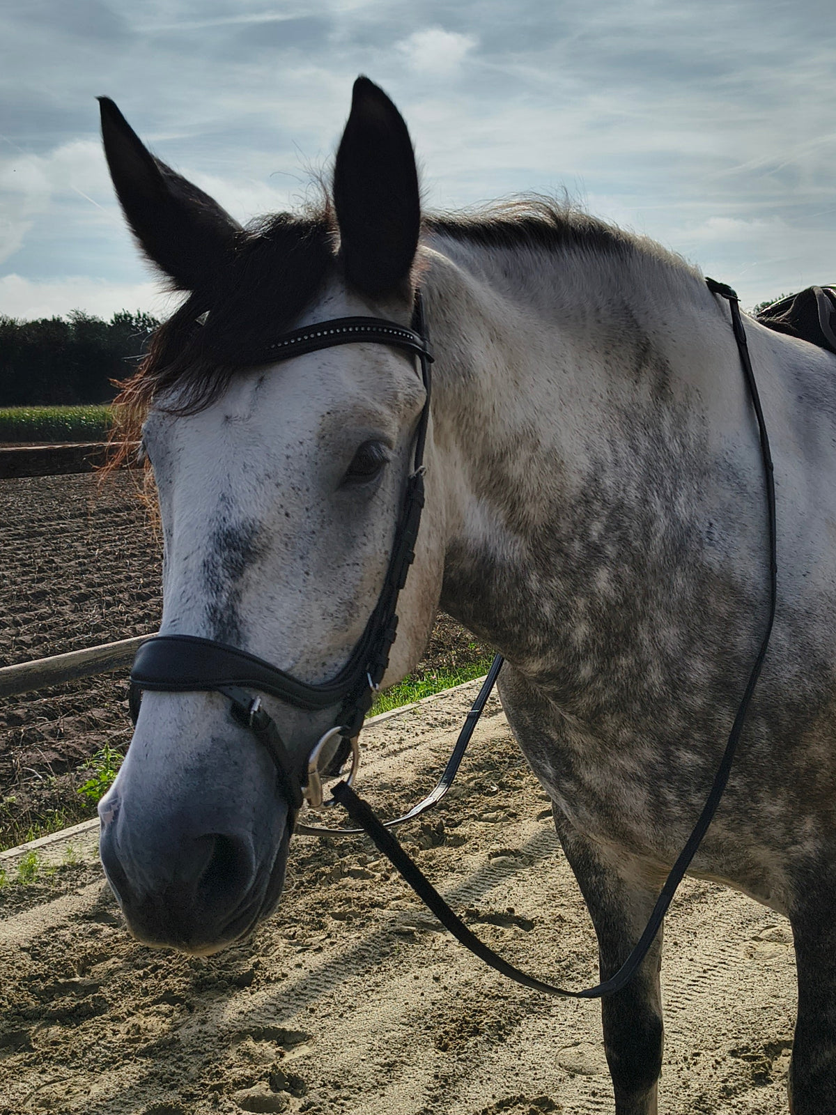 My Elite Tack Zachte Anatomische Dressuurneusriem | Optimaal comfort voor paard & ruiter