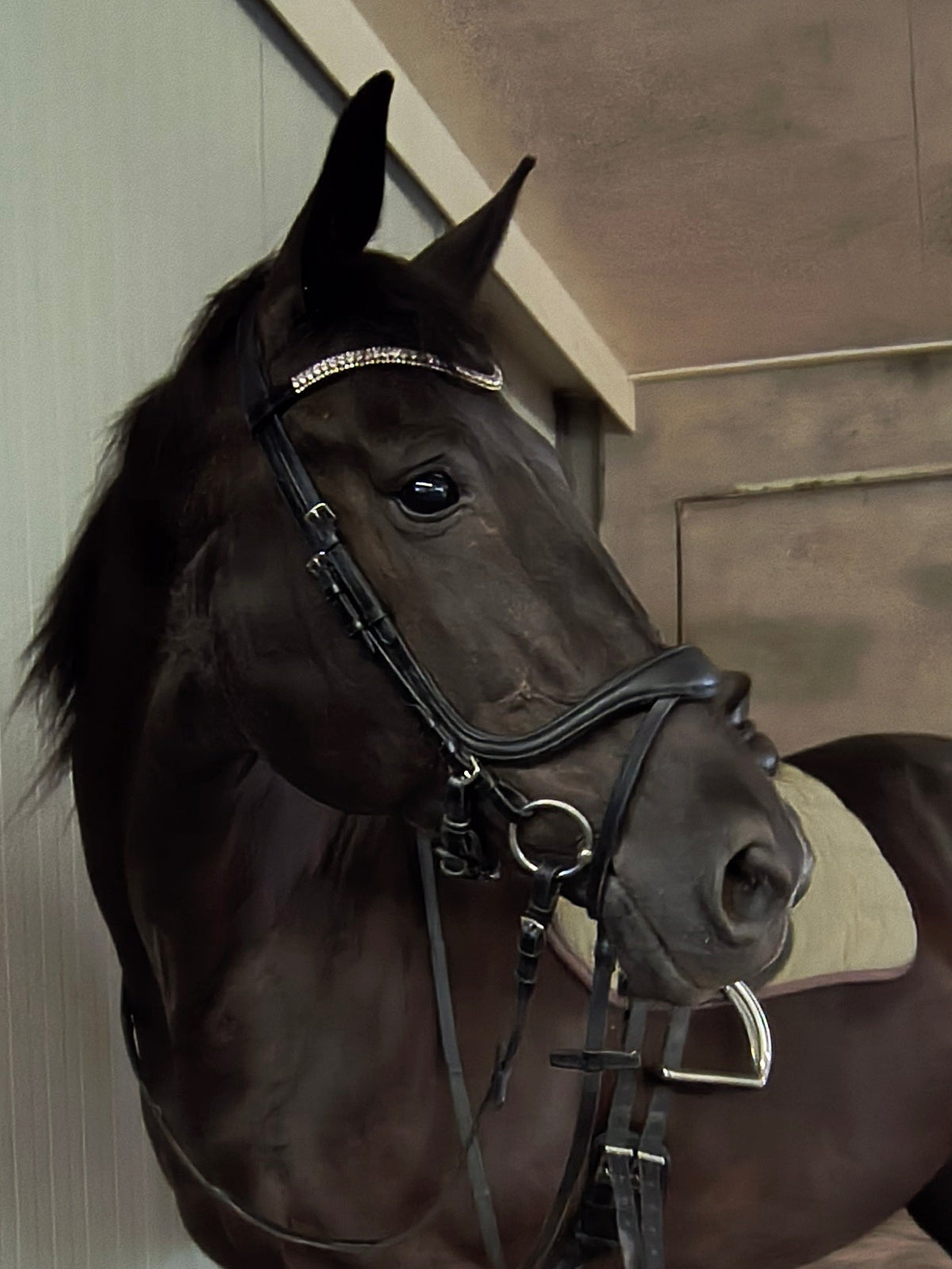 My Elite Tack Precisiefit hoofdstel met zachte anatomische neusriem