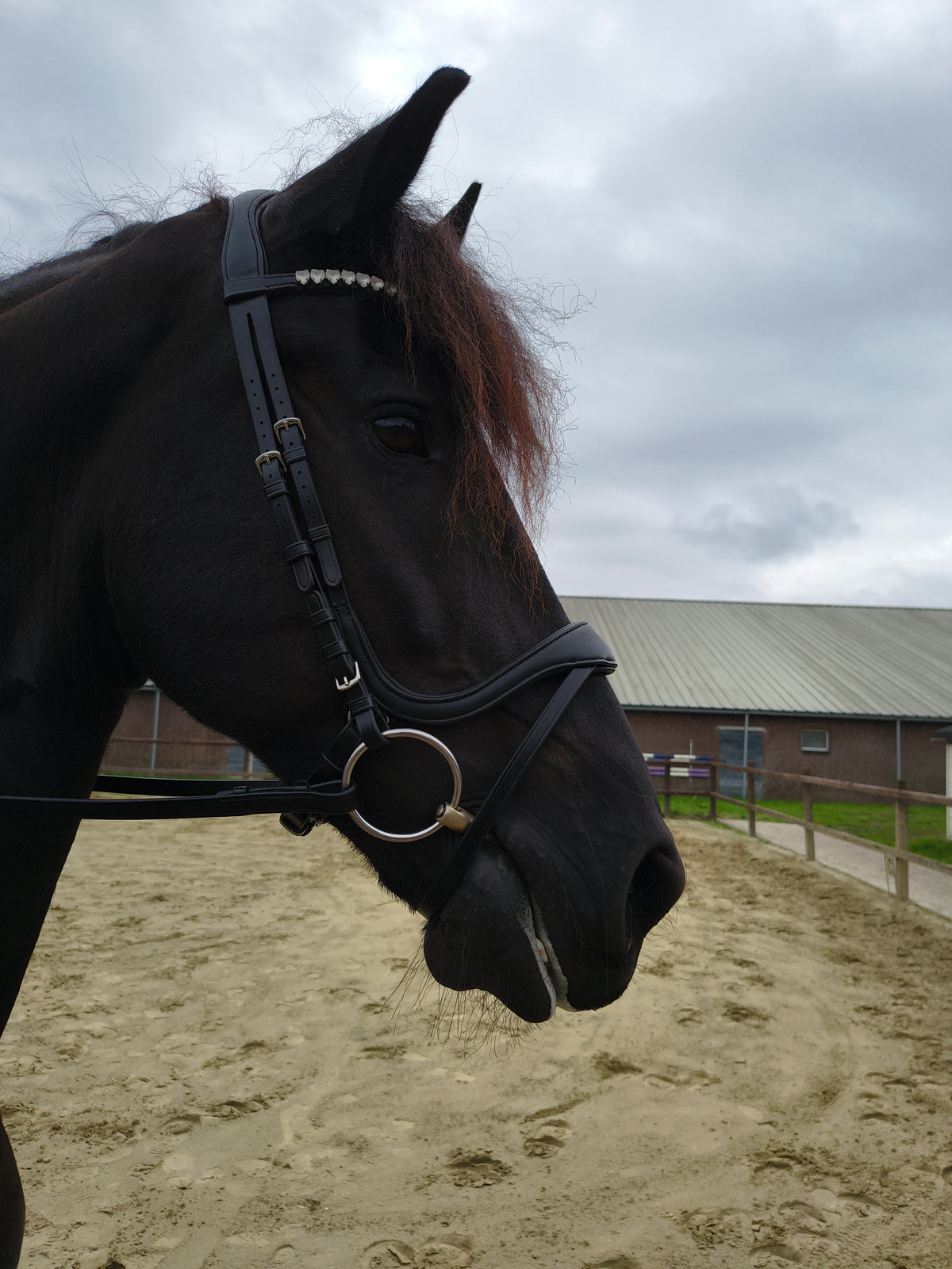 My Elite Tack Frontriem U-vorm met hartsteentjes