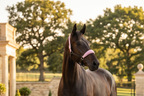 My Elite Tack Unicorn Halster