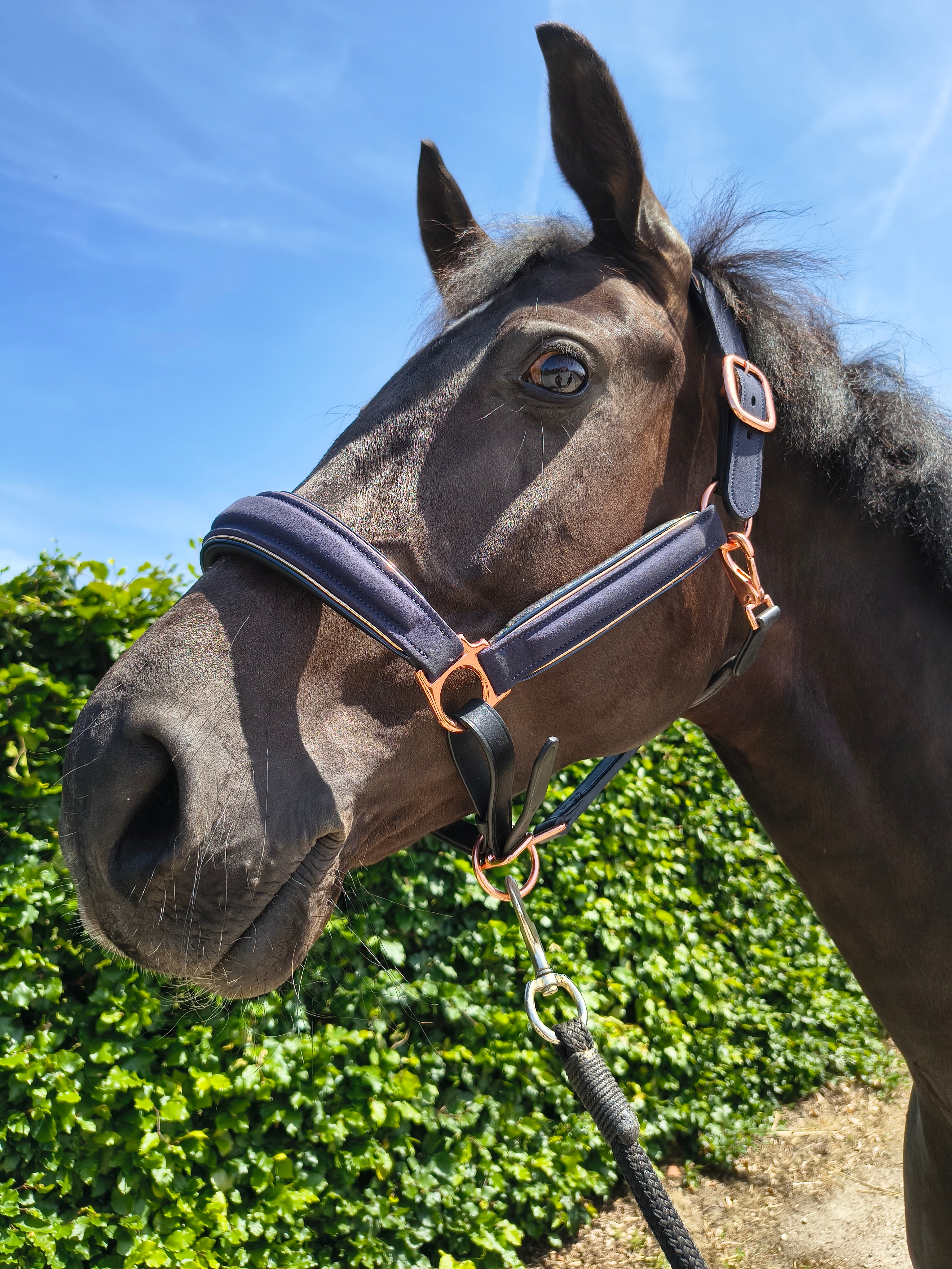 My Elite Tack Midnight Suede Luxe Halster – Navy & Rose Gold Edition