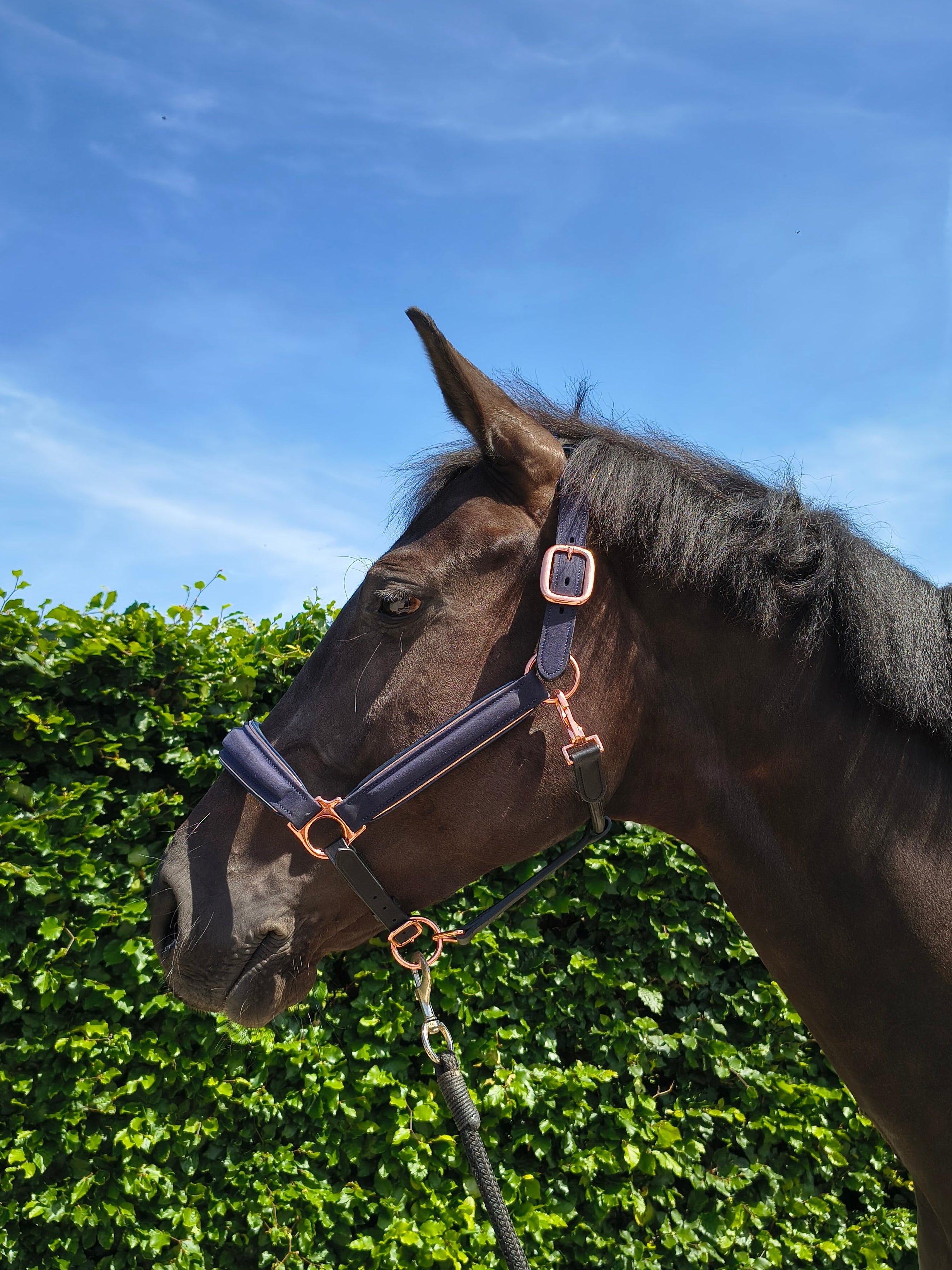 My Elite Tack Midnight Suede Luxe Halster – Navy & Rose Gold Edition