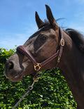My Elite Tack Heritage Classic Luxe Grooming Halster