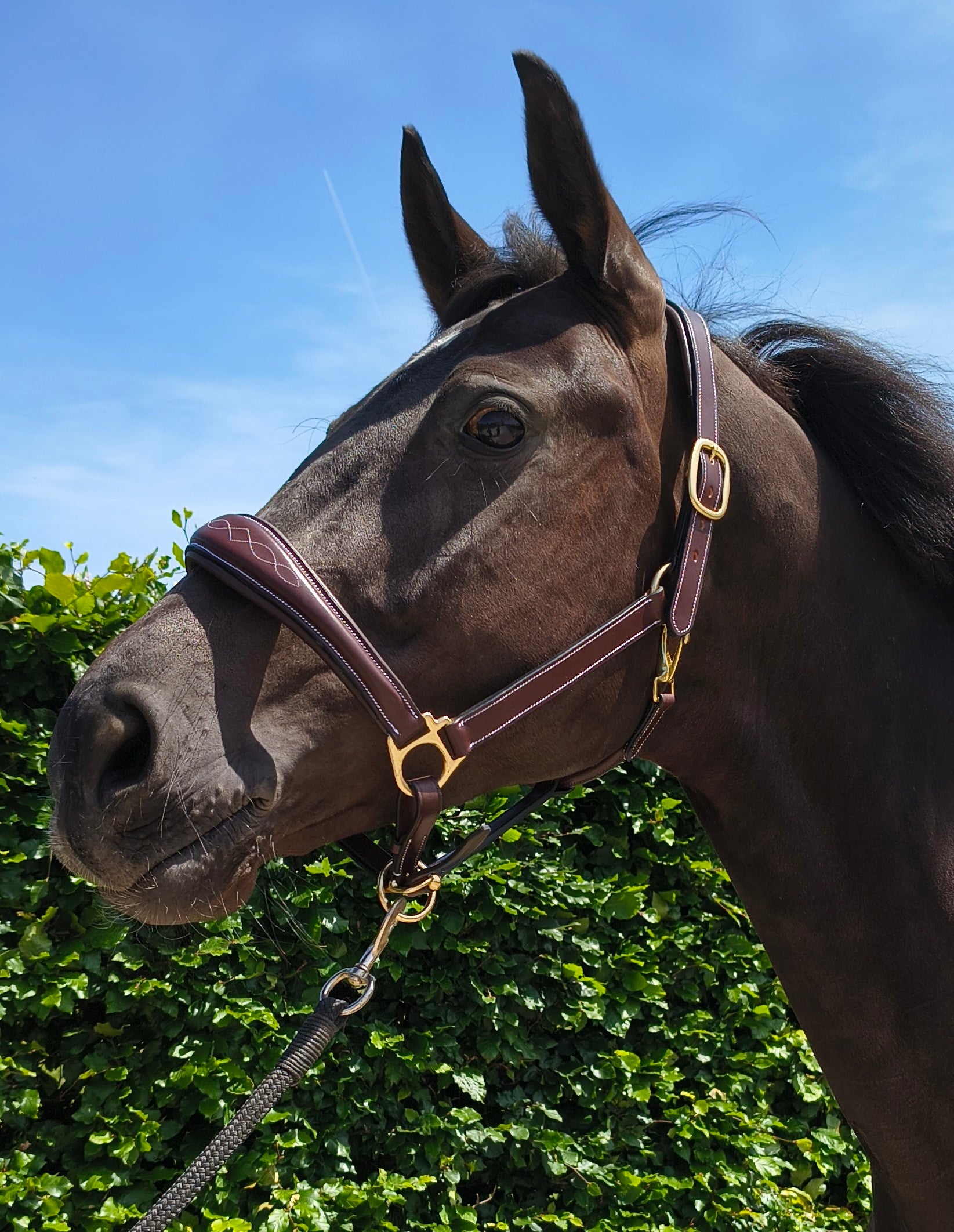 My Elite Tack Heritage Classic Luxe Grooming Halster