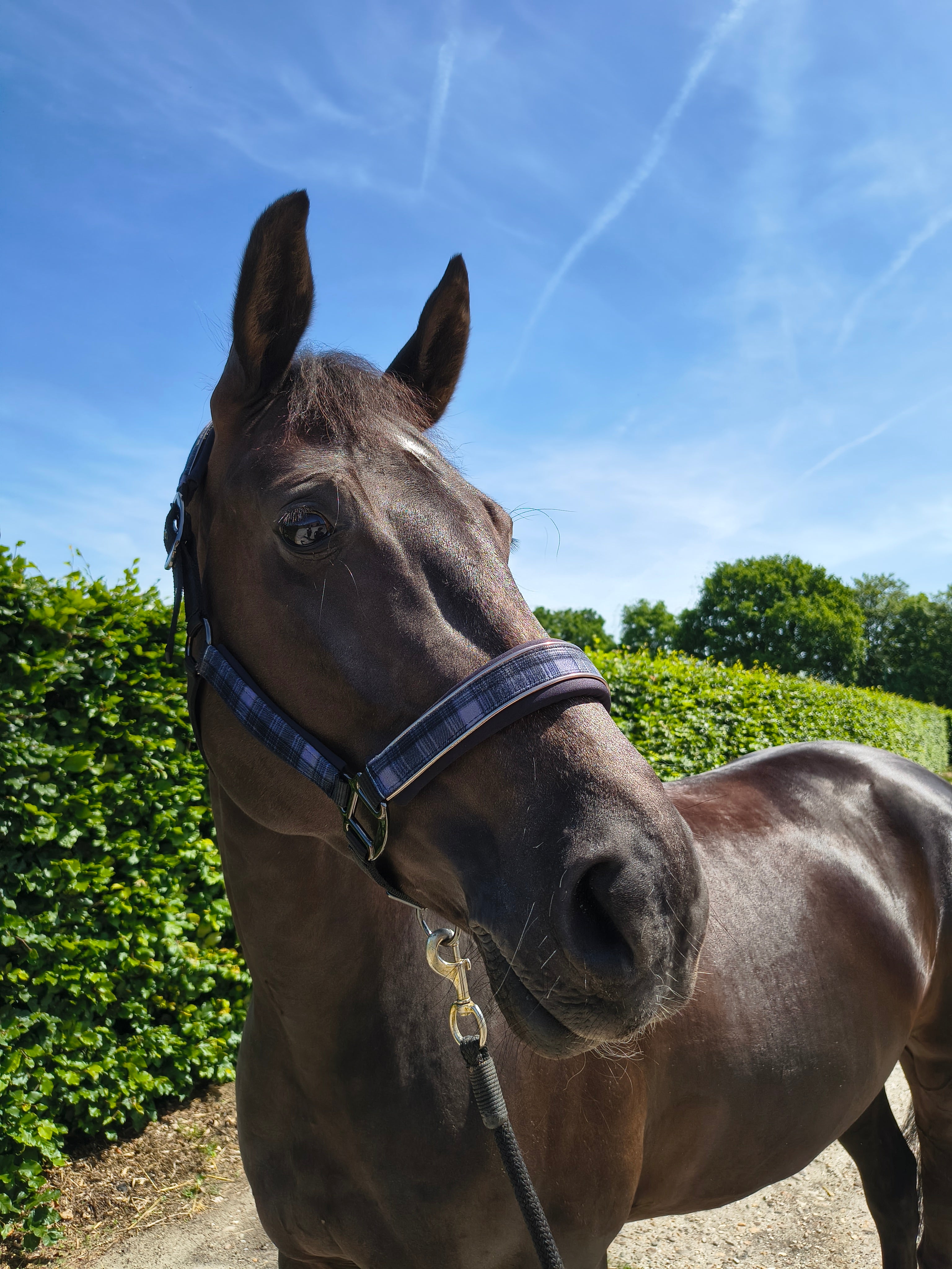 My Elite Tack Graphite Tweed Comfort Halster