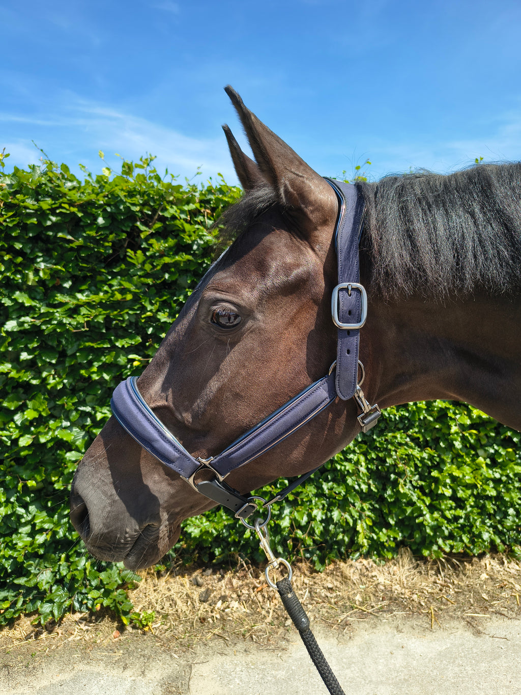 My Elite Tack Midnight Suede Luxe Halster – Navy & Gun Metal Edition