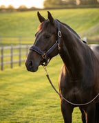 My Elite Tack Midnight Suede Luxe Halster – Navy & Rose Gold Edition